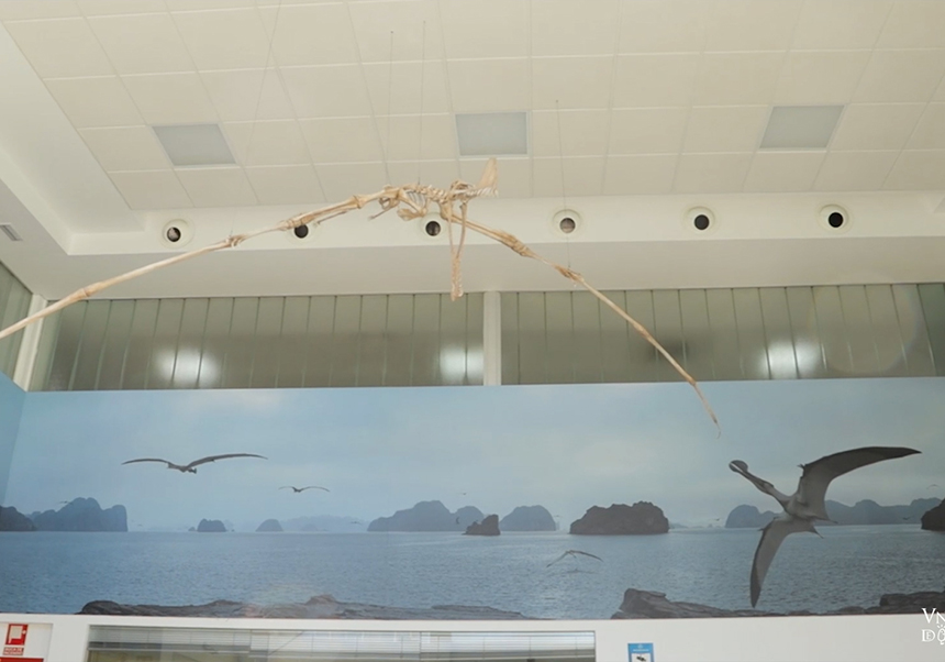 El pterosaure del MUVHN en Tresors a la Llum